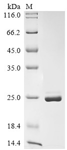 Recombinant Human EF-hand calcium-binding domain-containing protein 11 (EFCAB11) (CSB-EP874815HU)