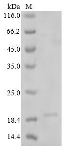Recombinant Glycine max Oleosin (CSB-CF4775GGV)