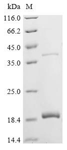 Recombinant Bovine Insulin (INS), partial (CSB-EP011742BO)