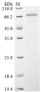 Recombinant Corynephage beta DT3C protein, partial (CSB-EP360556CQR2)