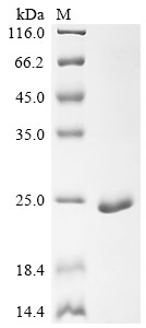 Recombinant Dog Myoglobin (MB) (CSB-EP013529DO)