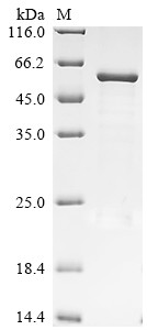 Recombinant Bovine F-box only protein 39 (FBXO39) (CSB-EP658358BO)