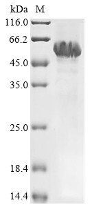 Recombinant Human CUGBP Elav-like family member 1 (CELF1) (CSB-EP846108HU(F2))