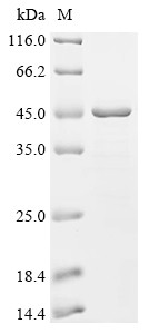 Recombinant Coxiella burnetii Hypothetical membrane spanning protein (CBU_1863), partial (CSB-EP4560DXP2)