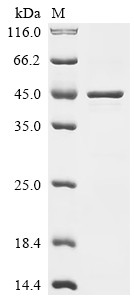Recombinant Dermatophagoides farinae Paramyosin, partial (CSB-EP853366DCO)