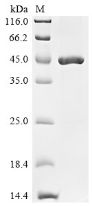 Recombinant Classical swine fever virus Genome polyprotein, partial (CSB-EP4953GLU)