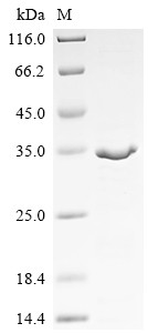 Recombinant Drosophila melanogaster Maternal effect protein staufen (stau), partial (CSB-EP329523DLU)