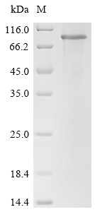 Recombinant Human Delta and Notch-like epidermal growth factor-related receptor (DNER), partial (CSB-EP818784HU)