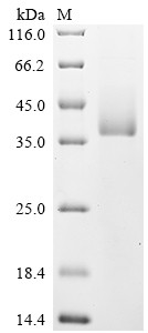 Recombinant Camelpox virus CMP178R (CMP178R), partial (CSB-MP5081CBR)