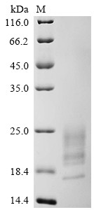 Recombinant Camelpox virus A27L membrane protein (A27L) (CSB-MP5078GUP)
