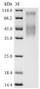 Recombinant Dog CD274 molecule (CD274), partial (CSB-MP5015DO1)
