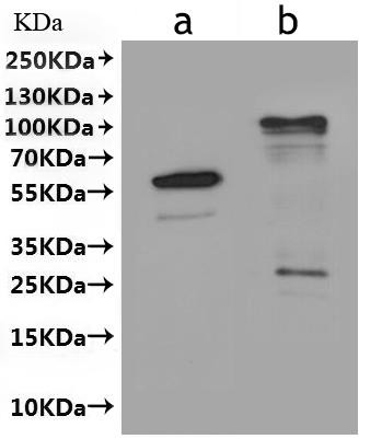 Recombinant Arabidopsis thaliana Protein HAPLESS 2 (HAP2)-VLPs (CSB-MP518991DOA(A4))
