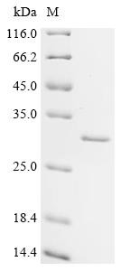 Recombinant Bovine Cell death activator CIDE-B (CIDEB) (CSB-EP664896BO)