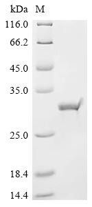 Recombinant Escherichia coli Fimbrial protein 987P (fasA) (CSB-EP325076ENL)