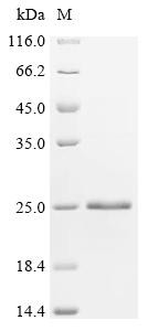 Recombinant Bungarus multicinctus Alpha-bungarotoxin isoform V31 (CSB-EP353062BXN)