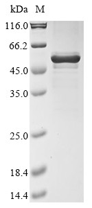Recombinant Bat coronavirus 133/2005 Nucleoprotein (N) (CSB-BP605318BFA)