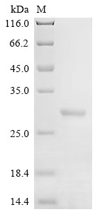 Recombinant Dermatophagoides pteronyssinus Mite allergen Der p 6 (DERP6) (X4S) (CSB-YP342212DJHe0)