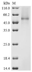 Recombinant Classical swine fever virus Genome polyprotein, partial (CSB-YP4953GLU)