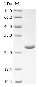 Recombinant Conus marmoreus Chi-conotoxin MrIA (CSB-EP348369DWD)