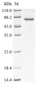 Recombinant Allium sativum Alliin lyase 1 (CSB-EP311537AHL)