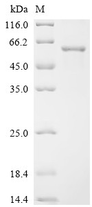 Recombinant Human DNA replication ATP-dependent helicase/nuclease DNA2 (DNA2), partial (CSB-EP006982HU)