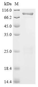 Recombinant Bacillus thuringiensis subsp. tenebrionis Pesticidal crystal protein Cry3Aa (cry3Aa) (CSB-EP358337BDGa2)