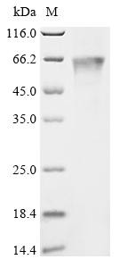 Recombinant Frog virus 3 Major capsid protein (FV3-090R) (CSB-BP727768FDG)