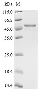 Recombinant BK polyomavirus Major capsid protein VP1 (CSB-EP360953BGYh2)