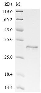 Recombinant BK polyomavirus Large T antigen, partial (CSB-EP360947BGY)