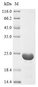 Recombinant Escherichia coli Inhibitor of vertebrate lysozyme (ivy) (CSB-EP364919ENV)
