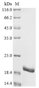 Recombinant Enterobacteria phage Qbeta Coat protein (CSB-EP356100FQZ)