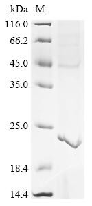 Recombinant Birmingham IncP-alpha plasmid Upf32.8 protein (upf32.8) (CSB-CF5405GVK(A4))