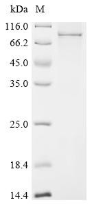 Recombinant Arabidopsis thaliana Protein HAPLESS 2 (HAP2) (CSB-CF518991DOA(A4))