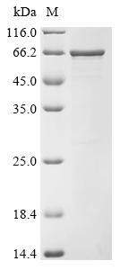 Recombinant Brucella suis biovar 1 Histidinol dehydrogenase (hisD) (C366S) (CSB-EP808339BMQ(M))