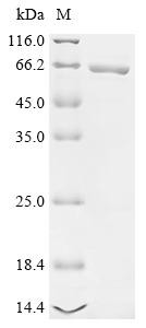 Recombinant Clostridioides difficile Toxin B (toxB), partial (CSB-EP321589DUN1)