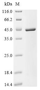 Recombinant Arabidopsis thaliana Arabidiol synthase (PEN1), partial (CSB-EP875527DOA)