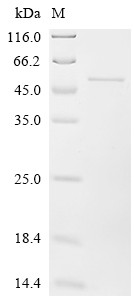 Recombinant Arabidopsis thaliana Transcription factor VIP1 (VIP1) (CSB-EP878716DOA)