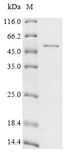 Recombinant Escherichia coli O6:H1 Elongation factor Tu (tufA) (CSB-EP025342EGX)