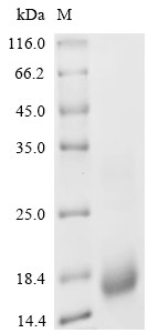 Recombinant Chicken Pro-epidermal growth factor (EGF), Partial (CSB-EP007473CH)