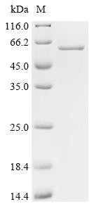 Recombinant Human Cytochrome P450 2J2 (CYP2J2) (CSB-EP006430HU)