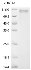Recombinant Bovine leukemia virus Envelope glycoprotein (env), partial (CSB-MP326185BKFd9)