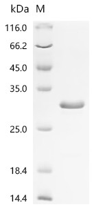 Recombinant Human Ciliary neurotrophic factor (CNTF) (CSB-EP005683HUb1)