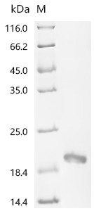 Recombinant Conus kinoshitai Mu-conotoxin KIIIB, partial (CSB-EP313491COP)