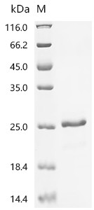 Recombinant Drosophila simulans SAGA-associated factor 11 homolog (Sgf11) (CSB-EP455801DMJ)