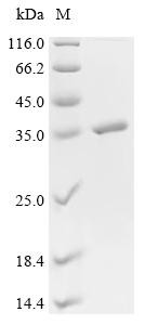 Recombinant Enterobacteria phage lambda Recombination protein bet (bet) (CSB-EP361127ECW)