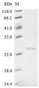 Recombinant Bos indicus x Bos taurus Kappa-casein (R118C,T156I,I157T,A169D,S176R), partial (CSB-EP5324BUM4(M))