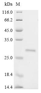 Recombinant Bos indicus x Bos taurus Kappa-casein (R118C), partial (CSB-EP5324BUM1(M))