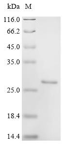 Recombinant Bos indicus x Bos taurus Alpha-S1-casein (111:E→Missing,△140-149), partial (CSB-EP5630BUM(M))
