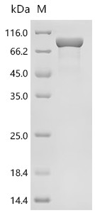 Recombinant Finegoldia magna ATCC 53516 LPXTG-motif cell wall anchor domain protein, partial, Biotinylated (CSB-EP5116GURm6-B)