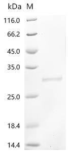 Recombinant Human cytomegalovirus Enhanced green fluorescent protein (egfp) (V164A,S176G) (CSB-YP2069HIZ(M)c7)